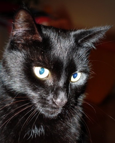 A photo of a black cat