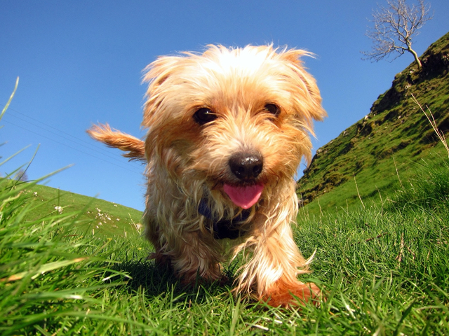 A photo of a small dog running through green grass